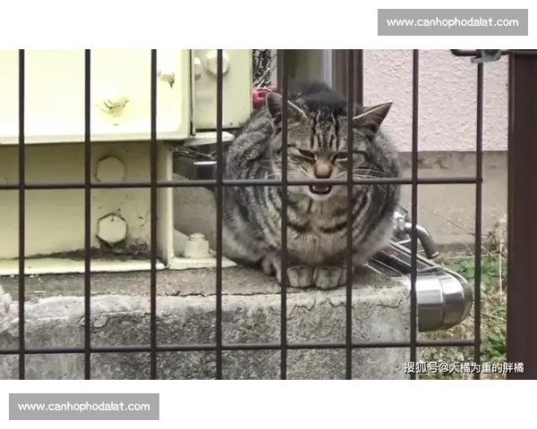 二猫大战新篇章揭秘 如何在竞争中脱颖而出攀登巅峰