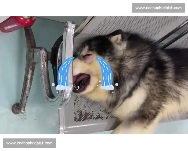 小狗比赛哭泣：谁能在悲伤中赢得胜利的比赛